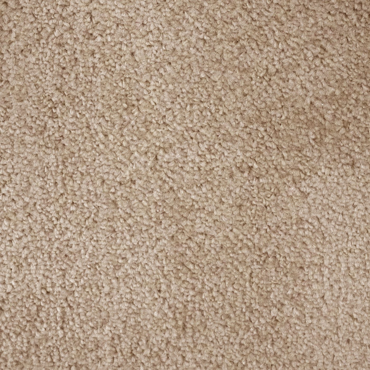 Prime Latte Carpet