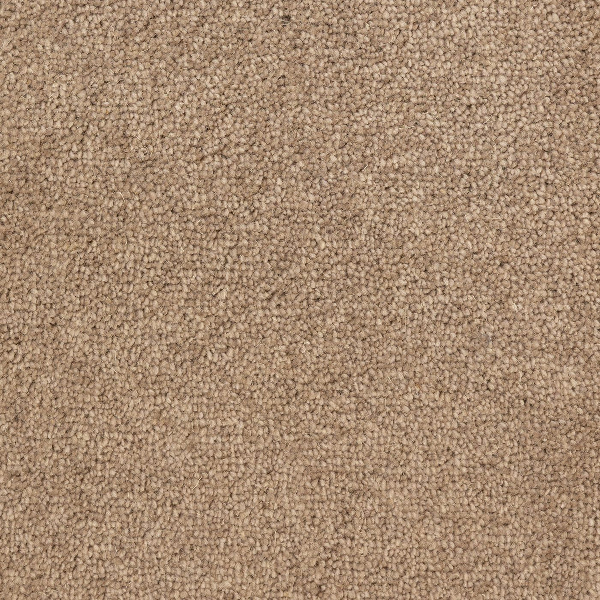 Windsor 40oz Beige Carpet