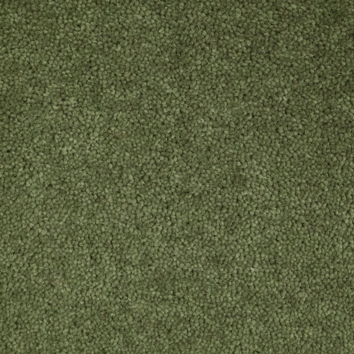 Windsor 60oz Sage Carpet