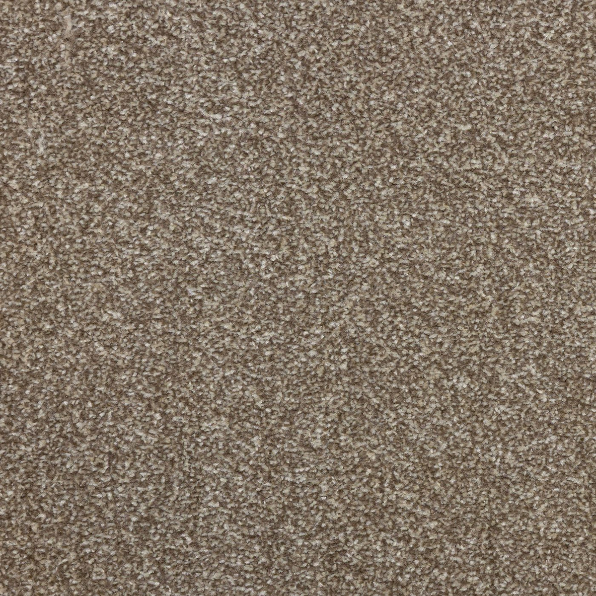 Veneto Elite Latte Carpet