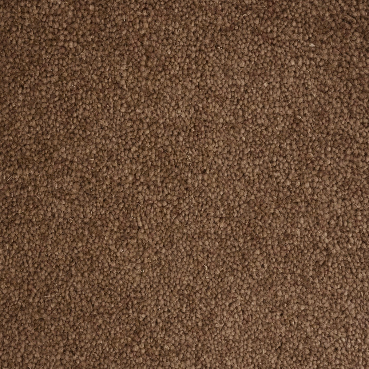 Windsor 60oz Dark Fawn Carpet